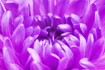Violet Chrysanthemum Flower Petals