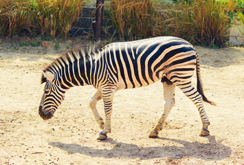 Fototapeta na wymiar Wild Zebra 