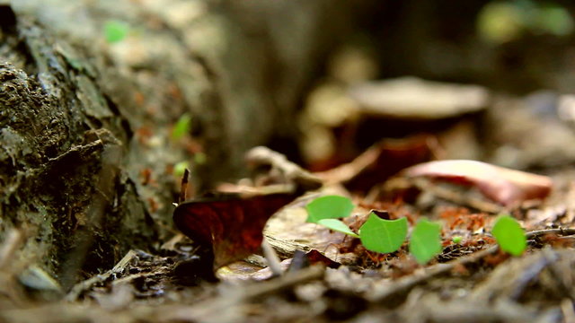 leaf cuter ants