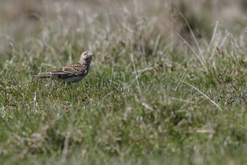 Feldlerche, Alauda arvensis, Lerchen