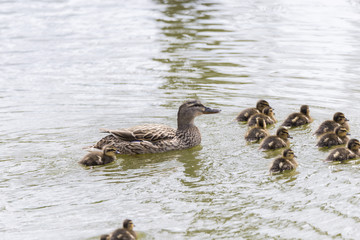 small duck hatchlings
