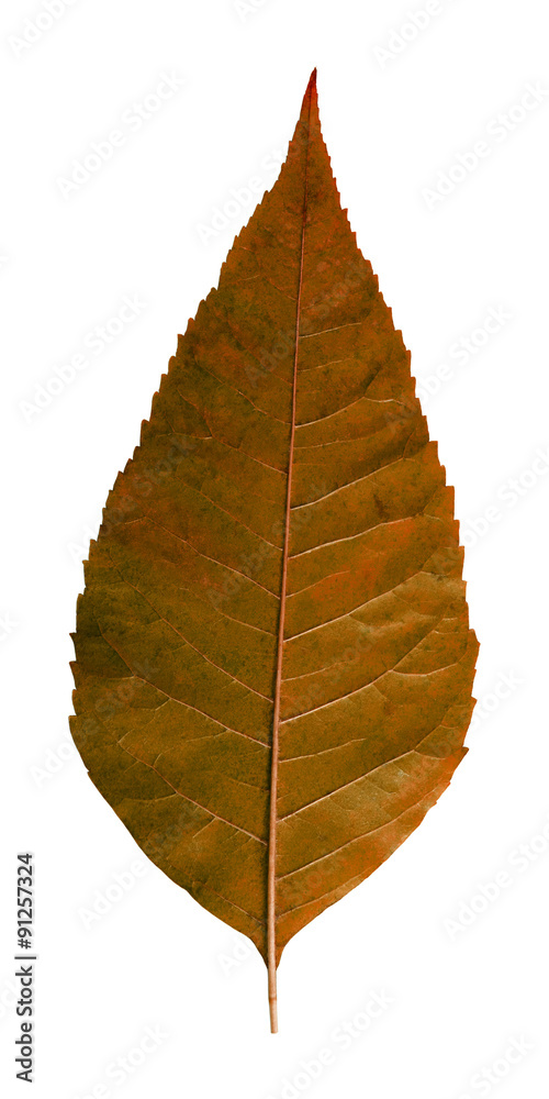 Sticker autumn leaf on a white background isolated with clipping path. nature. closeup with no shadows. macr