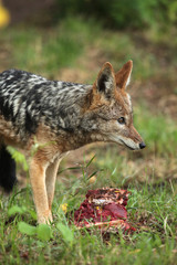 Fototapeta na wymiar Black-backed jackal (Canis mesomelas).