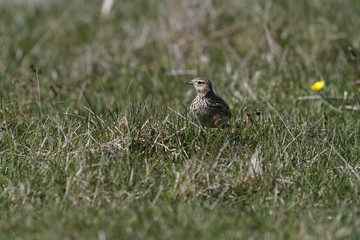 Feldlerche, Alauda arvensis, Lerchen