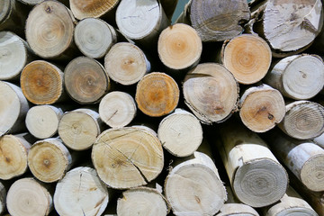 Fototapeta premium log surface for background texture