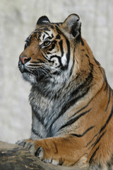 Sumatran tiger (Panthera tigris sumatrae)..