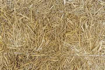 closeup dry grass