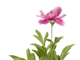 Pink peony on a white background