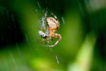 Spider eating ladybird
