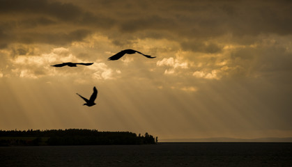 Fototapeta na wymiar Silhouette of birds flying
