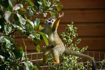 spider Monkey foraging