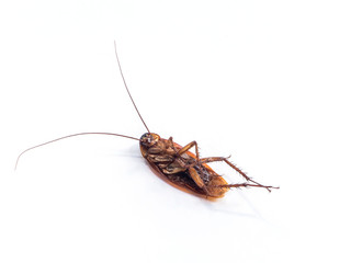 Dead cockroach