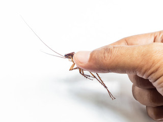 Hand holding brown cockroach