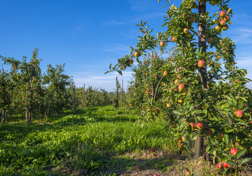 Orchard with apple trees in a field in summer
