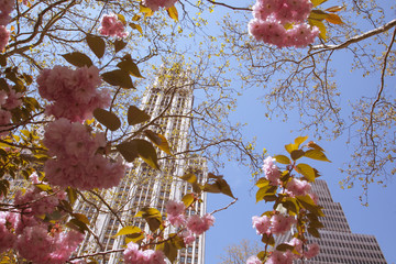 Spring in NY