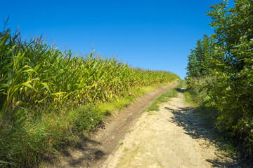Corn growing in a field in summer 