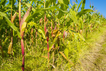 Corn growing in a field in summer 