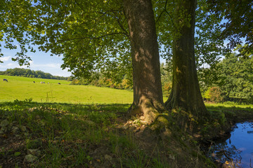 Trees in a sunny meadow in summer