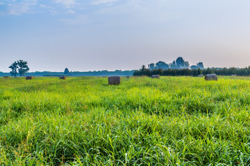 bales of hay in the high grass