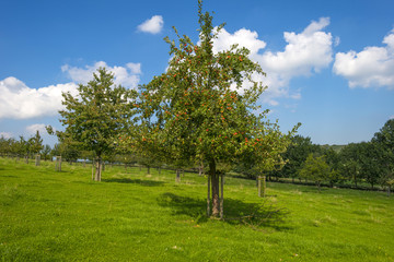 Orchard with apple trees in a field in summer