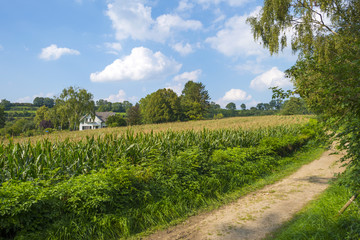 Fototapeta na wymiar Corn growing in a field in summer 