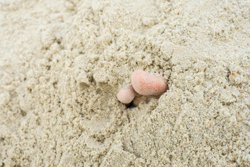 Children toe in the sand