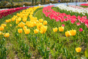 Colorful multicolor of tulip background