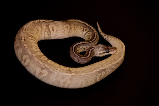 Ball Python detail