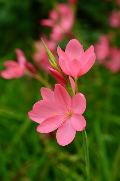 Schizostylis Coccinea, 'Sunrise'. U.K. Macro image of  small pink flowers the size of a Crocus.