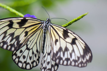 Fototapeta na wymiar Detail of tree nymph butterfly