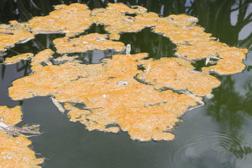 Waste water, Pollution