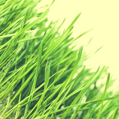 Green grass isolated on white