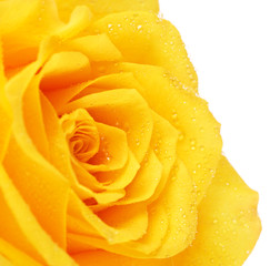 Yellow Rose Flower