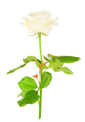 White Rose Flower