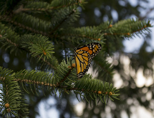 Monarch Butterfly in Pine Tree