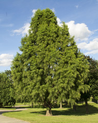 Shawnee Brave Baldcypress - Taxodium distichum © karadawn