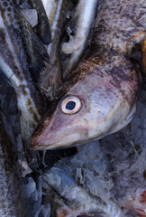 Fresh saltwater fish.