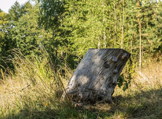 Остатки дерева