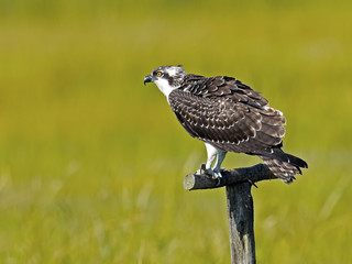 Juvenile Osprey sitting on a post.