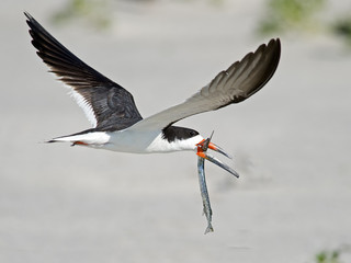 Black Skimmer in Flight with a Northern Pipefish in it's Beak 