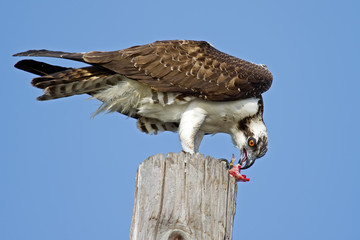 Juvenile Osprey Eating large fish on Piling