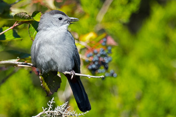 Gray Catbird Eating berries