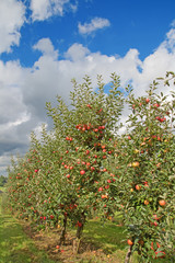 Apple garden