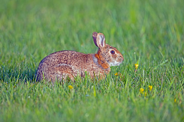 A Young Cottontail Rabbit in the grass