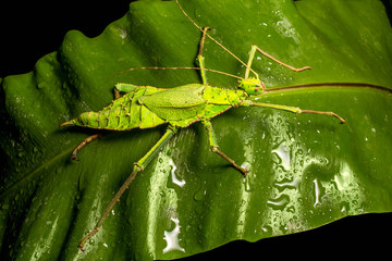 Jungle Nymph stick insect