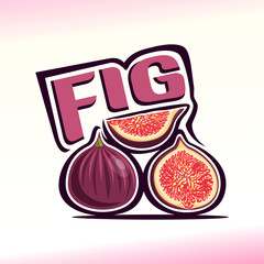 Vector illustration on the theme of fig