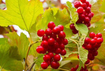 Rowanberry in autumn