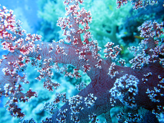 Stachelige Prachtkoralle - Dendronephthya sp.