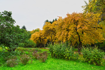 Trees on the white background