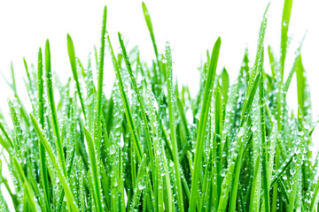 Fototapeta na wymiar green shoots of spring grass in water drops macro lens shot